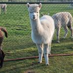 Alpaca merrie 3 jaar oud, Dieren en Toebehoren, September, Vrouwelijk