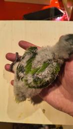 Bonte boeren, Plusieurs animaux, Perroquet, Domestique