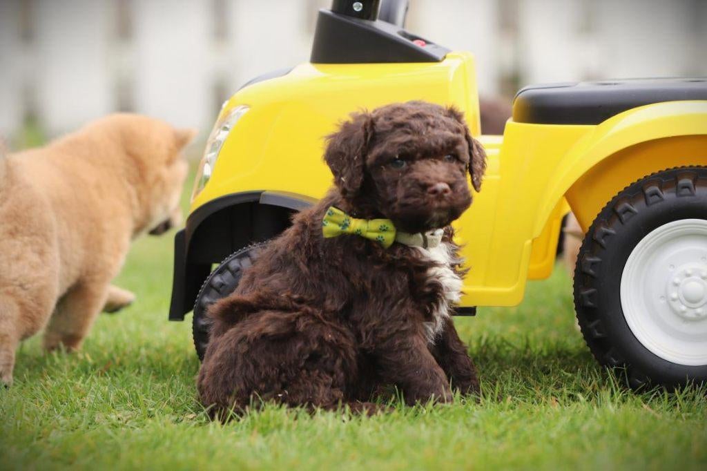 Italiaanse Waterhond, Lagotto Romagnolo, Parvo, België, Overige rassen, 8 tot 15 weken