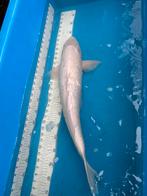 60 cm witte koi, Dieren en Toebehoren, Karper of Koi