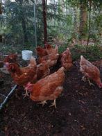 Jonge legkippen te koop, Dieren en Toebehoren, Pluimvee
