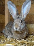 Ter adoptie: tam Vlaamse Reus konijn (vrouwelijk), Dieren en Toebehoren, Knaagdieren, April, Vrouwelijk, Tam