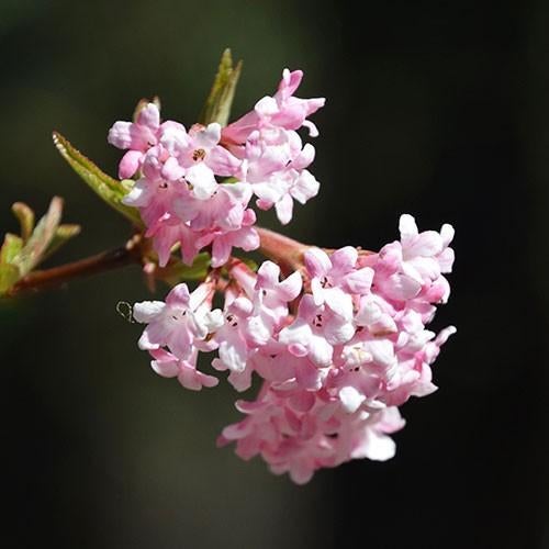 Viburnum Charles lamont Struiken sneeuwbal, Tuin en Terras, Planten | Struiken en Hagen, Ophalen