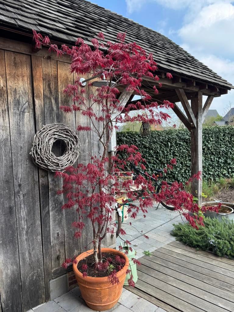 Acer palmatum japanse esdoorn, Ophalen, Zo goed als nieuw