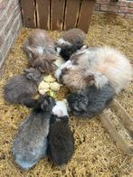 Baby konijntjes Angora x Teddy Widder, Dieren en Toebehoren, Konijnen, Meerdere dieren, Middelgroot, 0 tot 2 jaar