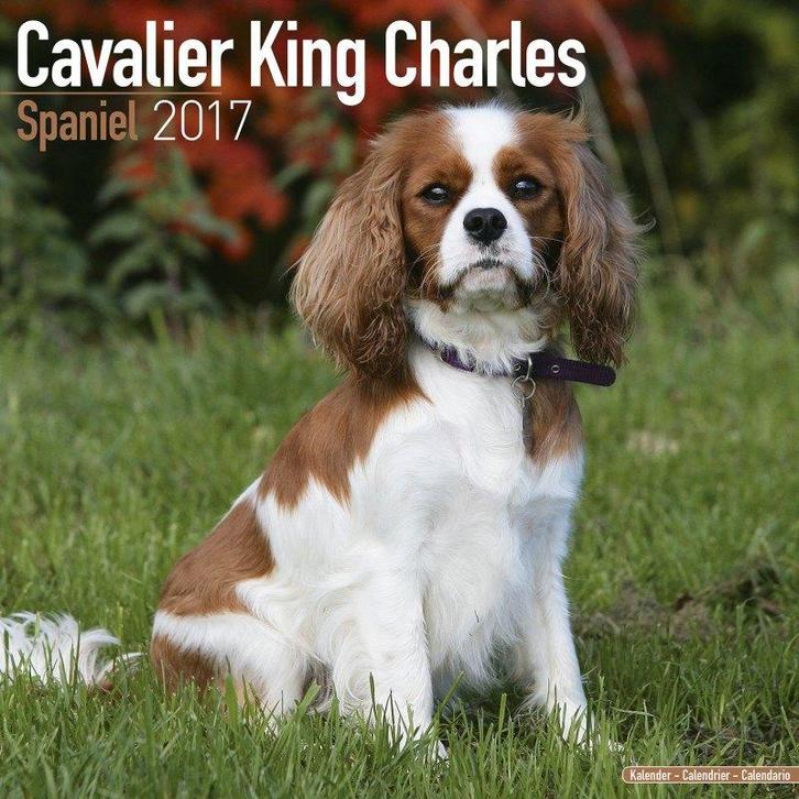 Calendrier Cavalier King Charles Spaniel 2017, Divers, Calendriers, Neuf, Calendrier annuel, Enlèvement ou Envoi