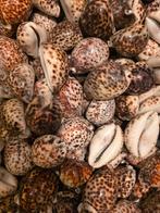 Superbes coquillages de tigre (Cypraea tigris), Collections, Enlèvement ou Envoi, Comme neuf