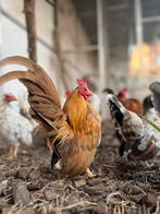 Broedeieren serama, Dieren en Toebehoren