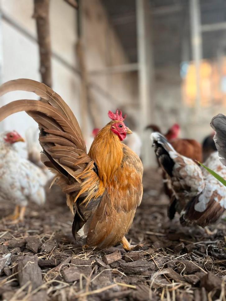 Broedeieren serama, Animaux & Accessoires, Volatiles