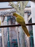 Parkieten, Dieren en Toebehoren