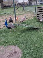 Pauw, Mâle, Autres espèces