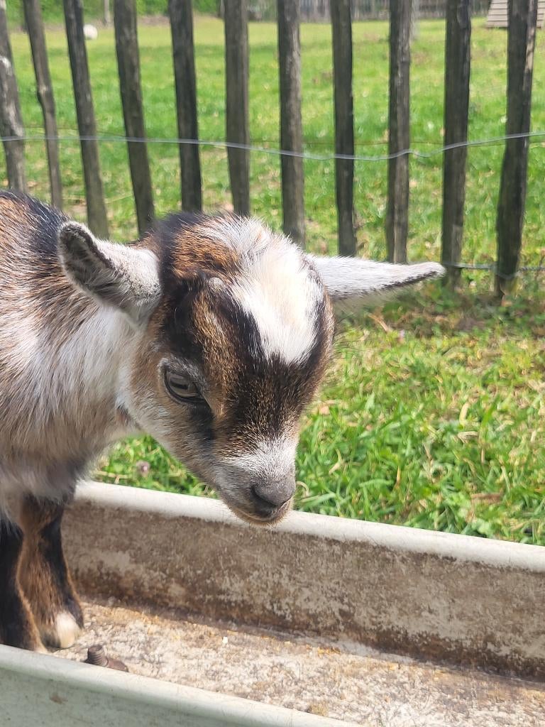 Dwerggeit, prachtig bokje GERESERVEERD, Dieren en Toebehoren, Mannelijk, Geit, 0 tot 2 jaar