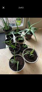 Large/ medium Aloe plants-10 available, Tuin en Terras, Ophalen