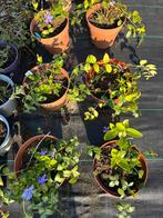 Maagdenpalm, Tuin en Terras, Ophalen