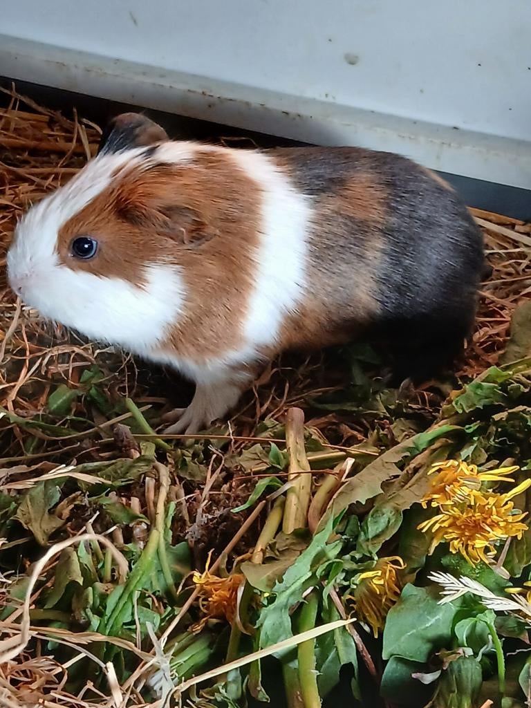 Jonge cavias 2 beertjes, Avril, Mâle, Cobaye