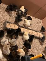 Coqs, poussins, races de poulets plus lourdes