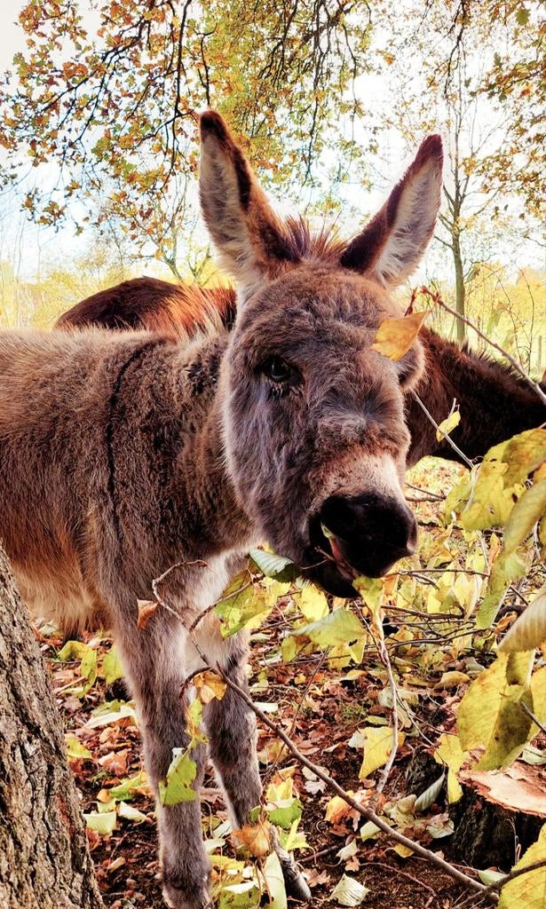 Ezel (ruin), Dieren en Toebehoren