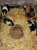 Cavia zeugjes, Domestique, Novembre, Cobaye, Femelle