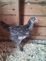 2 poussins à vendre, Animaux & Accessoires, Plusieurs animaux, Poule ou poulet