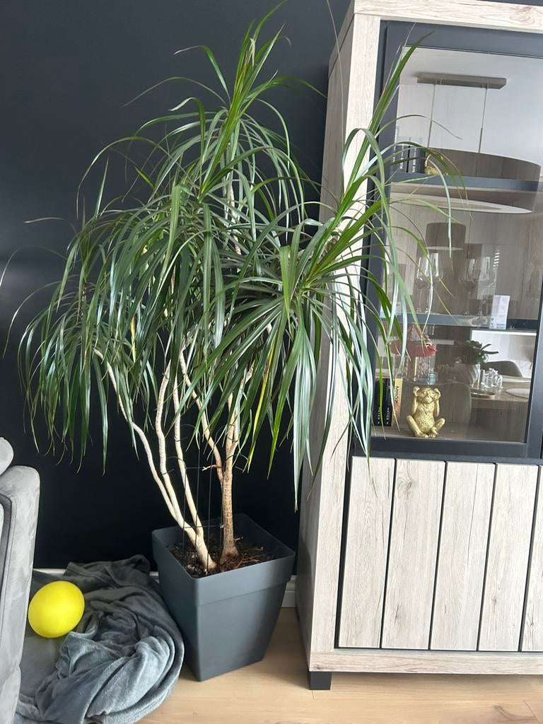 Grote kamerplanten, Huis en Inrichting, Kamerplanten, Ophalen, Ficus, Halfschaduw, In pot