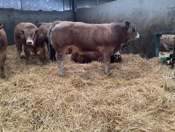 Parthenais stier, Dieren en Toebehoren, Runderen