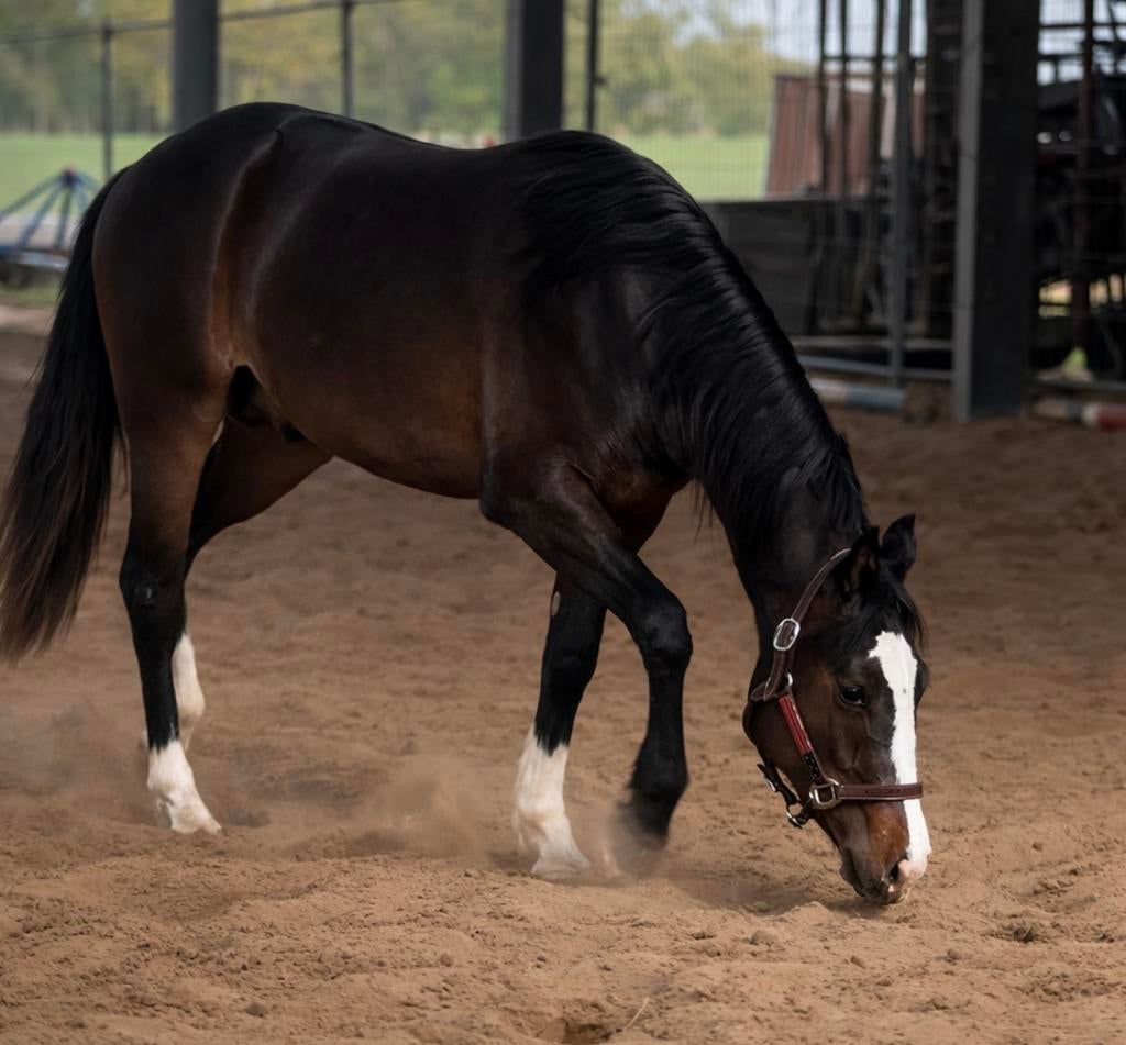Jonge Apha veel kwaliteit voor de sport, Dieren en Toebehoren, Paarden, Minder dan 160 cm, Met stamboom, Niet van toepassing, 0 tot 2 jaar