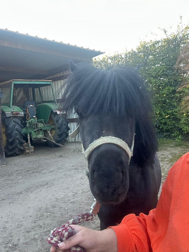 Lieve shetlander - hengst - 3 jaar, Dieren en Toebehoren, Niet van toepassing, Hengst, 3 tot 6 jaar, Met stamboom