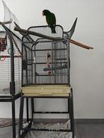 Papegaai kooi, Enlèvement