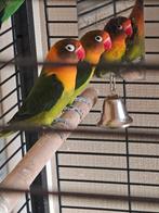 Dwerg papegaai te koop per koppel, Perroquet, Parleur