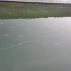 Baby koi's +-5cm, Dieren en Toebehoren, Karper of Koi