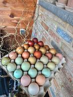 Kleurlegger kuikens!, Dieren en Toebehoren, Meerdere dieren, Kip