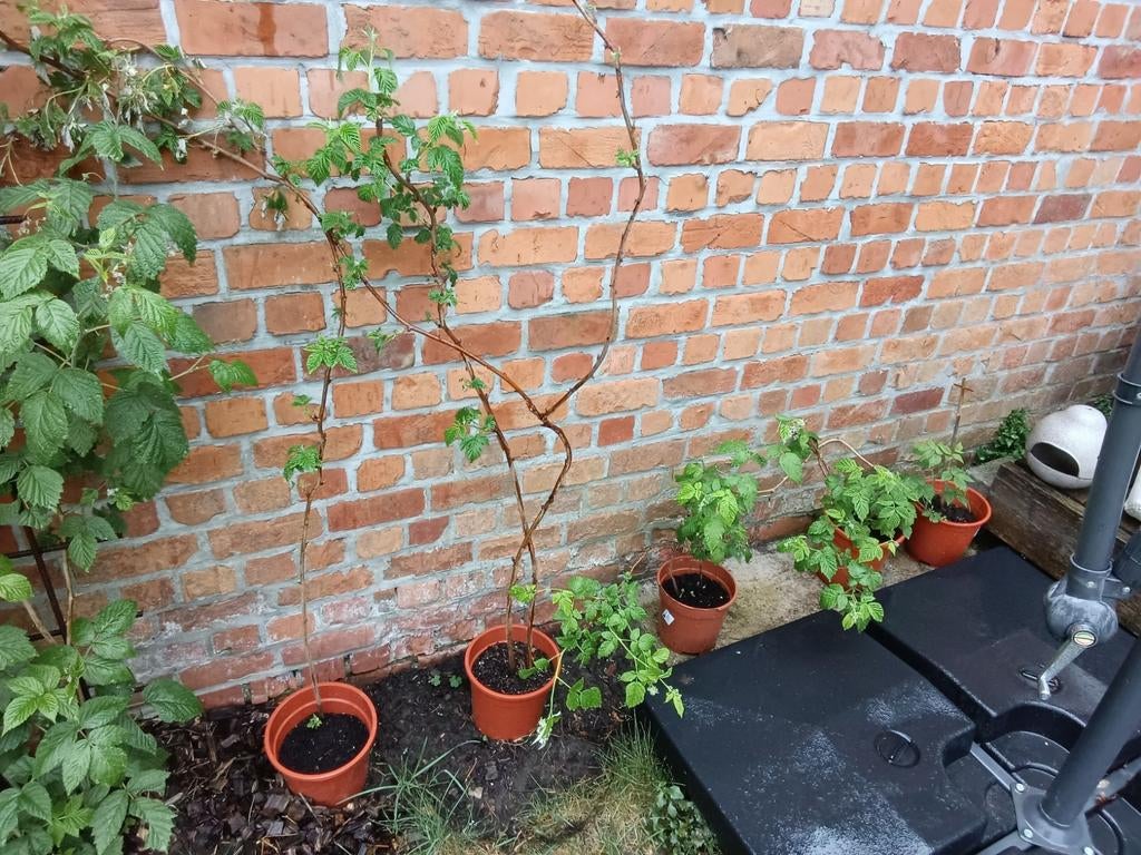 Gele zoete frambozen, Ophalen