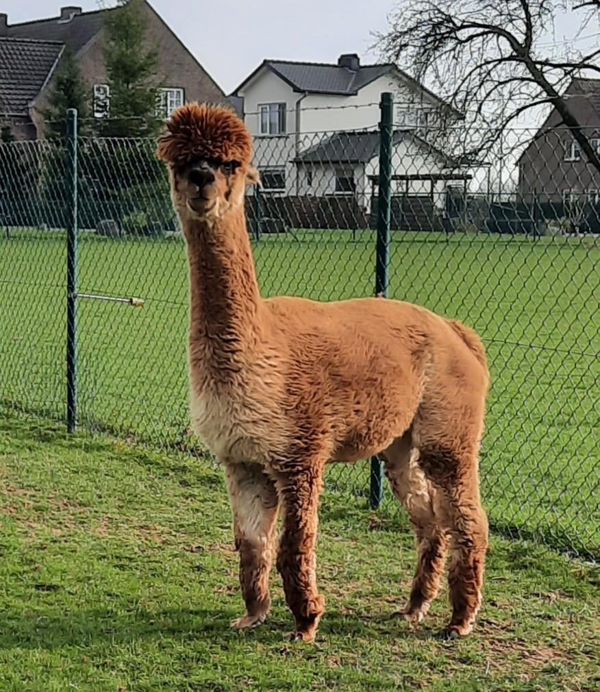 Alpaca merrie, Dieren en Toebehoren, Juni, Vrouwelijk