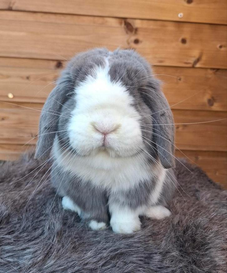Raszuivere minilop ram, Dieren en Toebehoren, Konijnen