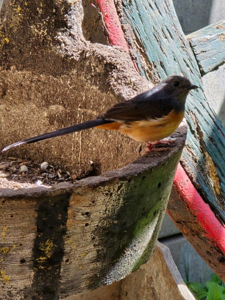 Shamalijster pop 2024