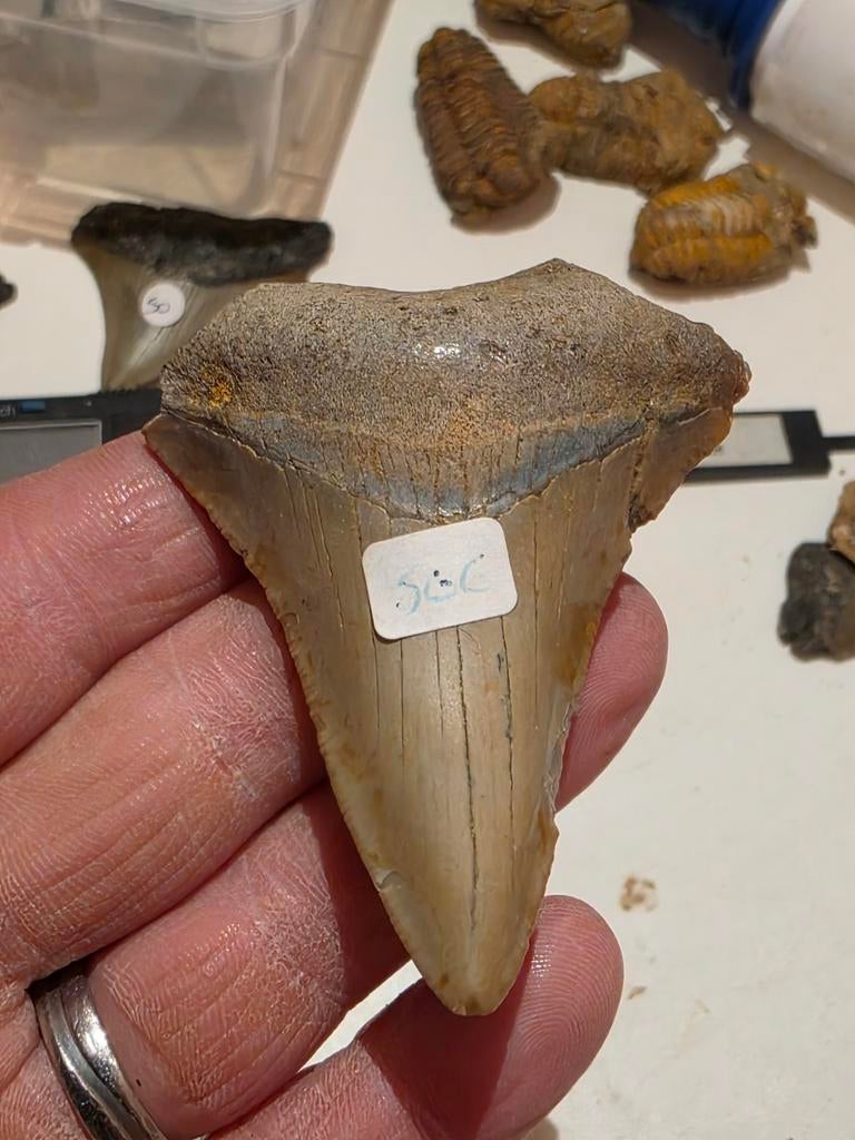 Magnifique mégalodon Carcharodon de Caroline du Sud 7 cm., Enlèvement ou Envoi, Fossile