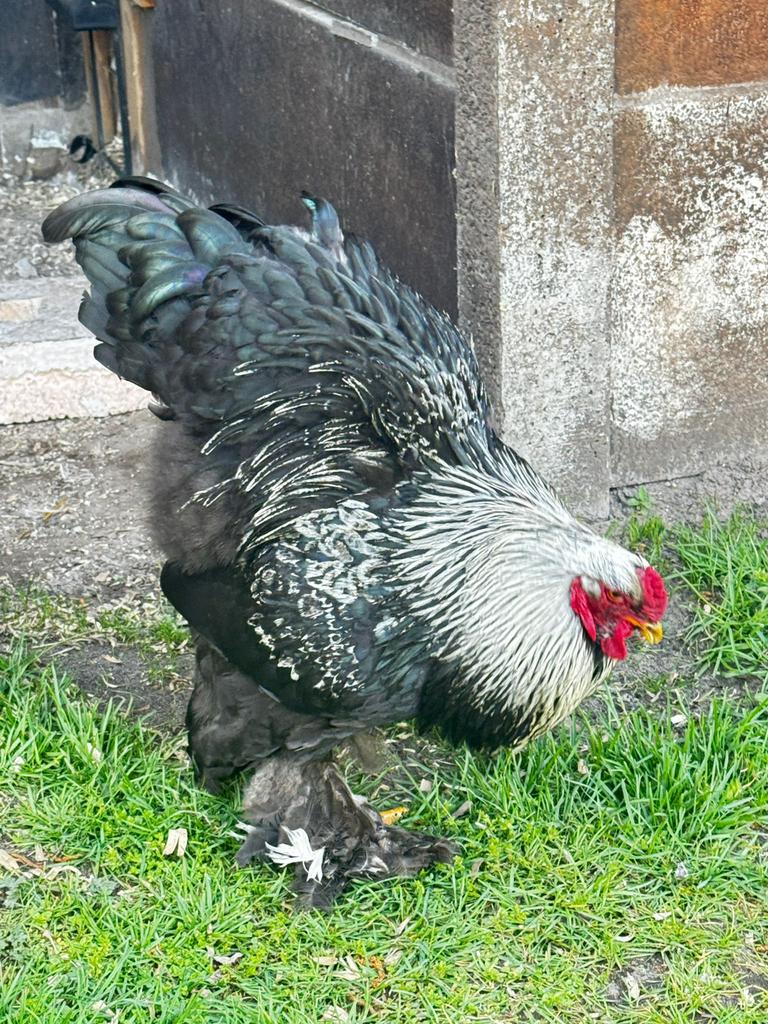 Brahma’s, Dieren en Toebehoren, Pluimvee, Kip