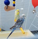 Couple perruche + cage et nourriture, Plusieurs animaux, Perruche