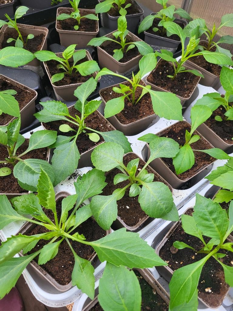 Dahlia plantjes Cranbarry Classic, Vaste plant, Halfschaduw, Zomer, Ophalen