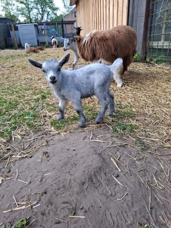 Dwerggeitje, Dieren en Toebehoren, Mannelijk, Geit, 0 tot 2 jaar