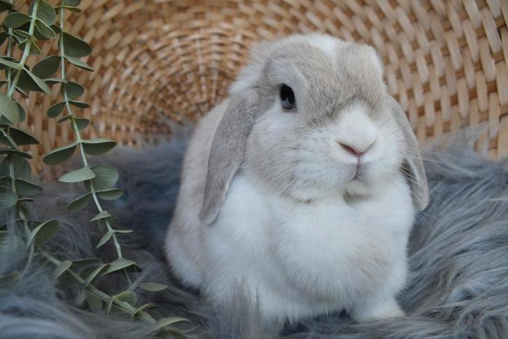 Lapin minilop femelle cherche une maison d'accueil, Animaux & Accessoires, Lapins, Nain, Femelle, 3 à 5 ans, Oreilles tombantes