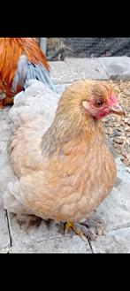 Kriel kippen, Dieren en Toebehoren, Vrouwelijk, Kip