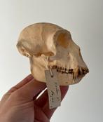 Antieke schedel van een grote witneusmeerkat, Verzamelen, Mineralen en Fossielen, Ophalen of Verzenden