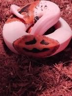 Piebald avec visage souriant (femme), Animaux & Accessoires, Serpent, 0 à 2 ans