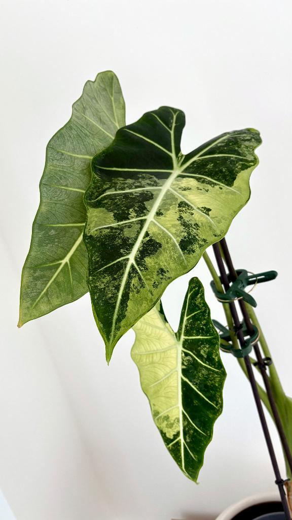 Alocasia Frydek Variegata 62 cm – plante collection, Maison & Meubles, Plantes d'intérieur, Plante verte, Enlèvement, Autres espèces