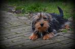 Chiot Yorkshire Terrier, 15 semaines à 1 an, Yorkshire Terrier, Chien (mâle), Belgique