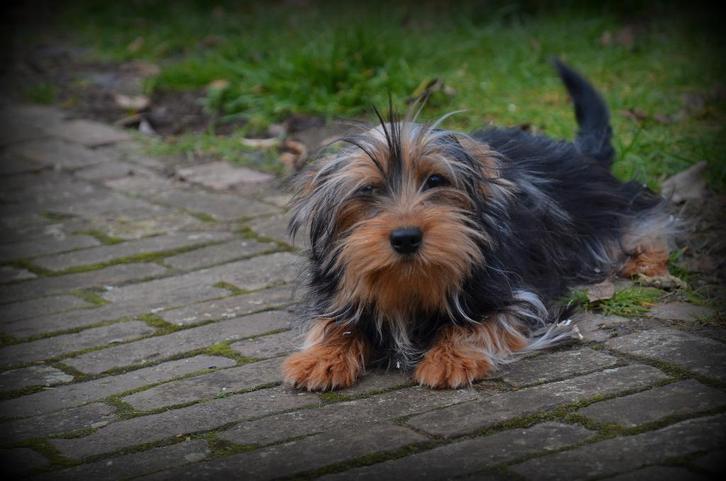 Yorkshire Terrier pup, Dieren en Toebehoren, Honden | Jack Russells en Terriërs, Reu, Yorkshire Terriër, Fokker | Professioneel
