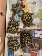Tortue terrestre grecque ou Boetgerie Testudo Hermanni, 3 à 6 ans