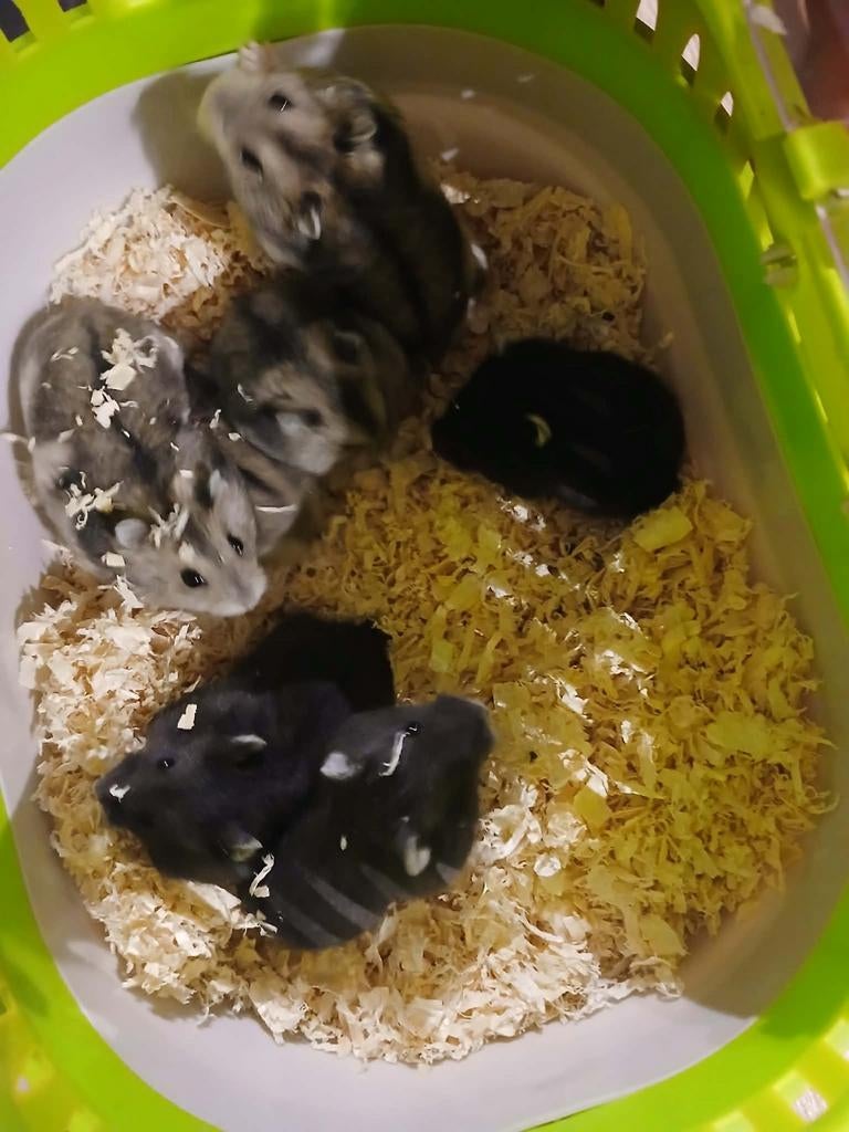 Dwerg hamster, Dieren en Toebehoren, Knaagdieren, Maart, Meerdere dieren, Hamster