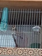 Chardonneret Parva, Mâle, Oiseau chanteur sauvage